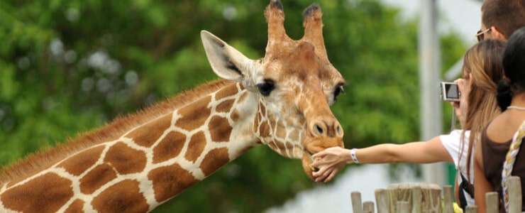 Feed the Giraffe’s at the Giraffe Centre