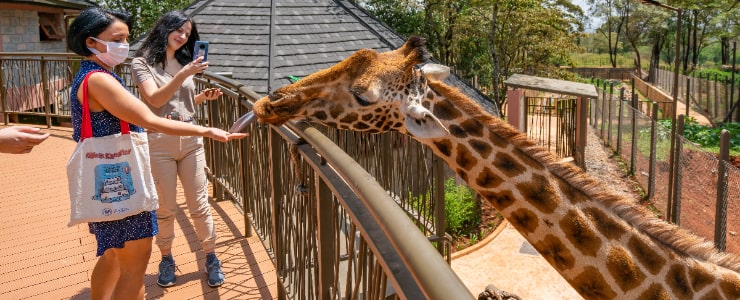 Giraffe Center