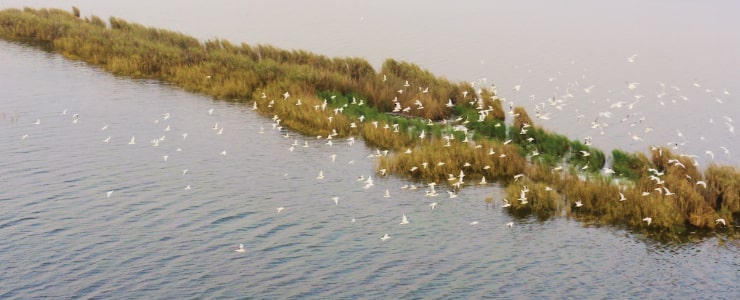 Ringing Lake