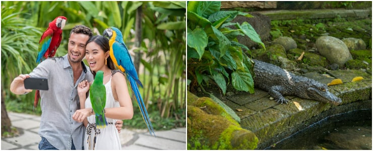 Bali Bird and Reptile Park