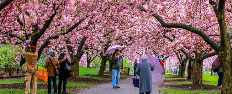 Brooklyn Botanic Garden, Brooklyn