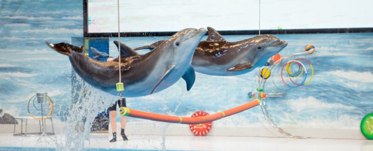 Dolphin Show