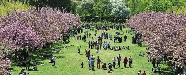 cherry blossom festival nyc