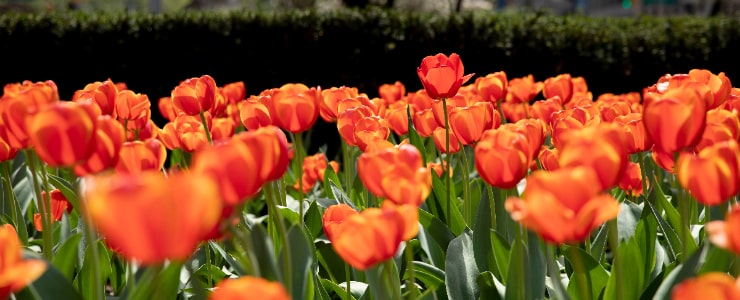 Park Avenue Tulips