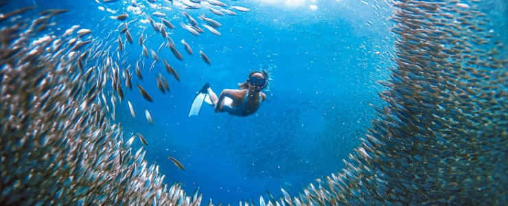 Sardine Run Diving in Moalboal, Cebu