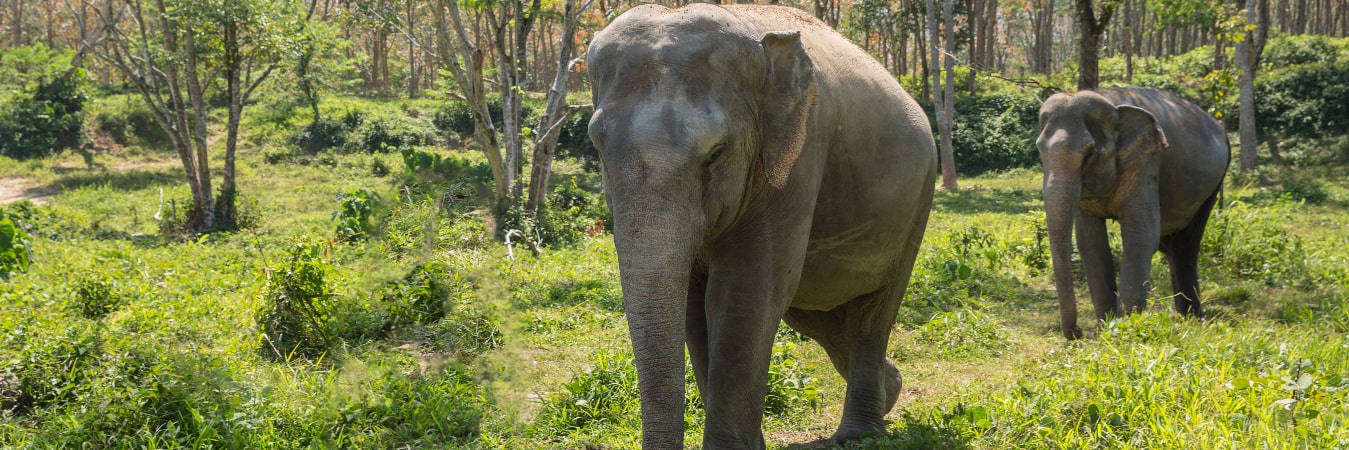 Everything You Should Know About Elephant Jungle Sanctuary Phuket 