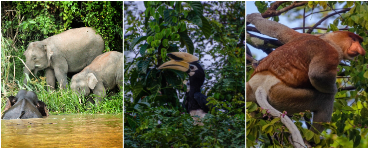 Kinabatangan Wildlife Sanctuary