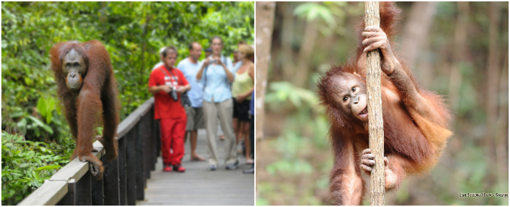 Sepilok Orang Utan Rehabilitation Center