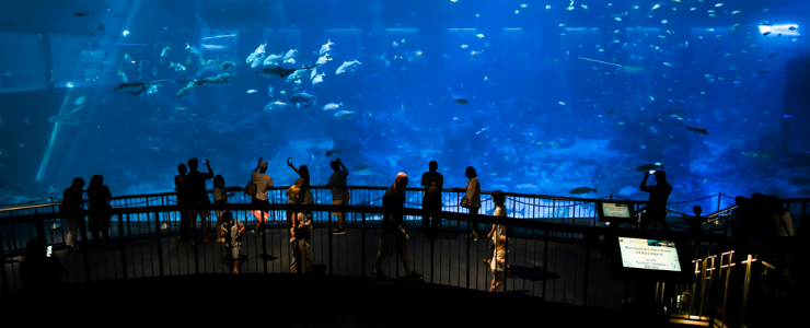 Aquatic life at S.E.A Aquarium