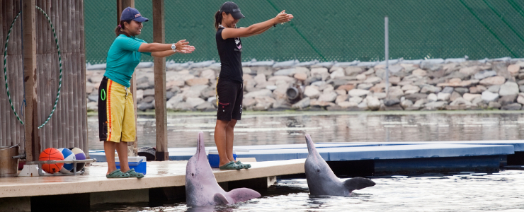 Make Friends at Dolphin Island