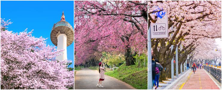 yeouido hangang park cherry blossom