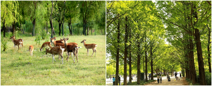 Seoul Forest