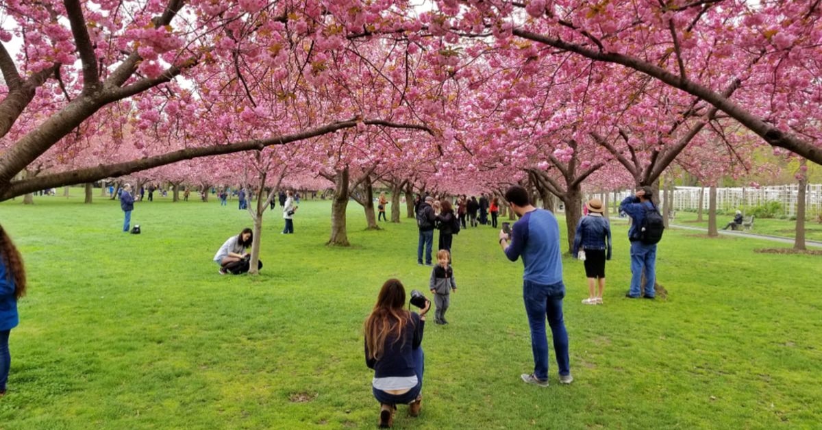 Cherry Blossom Festival NYC