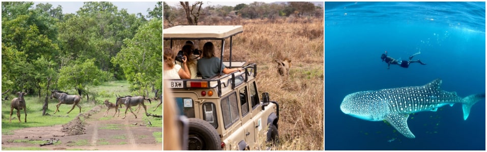 Wildlife Safaris in Tanzania