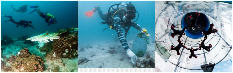 Deportes Acuáticos, Buceo De Perlas Y Paracaidismo En Interiores