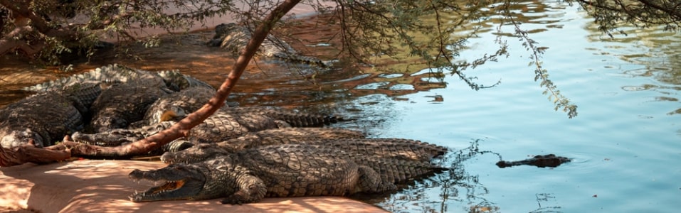 Dubai Crocodile Park