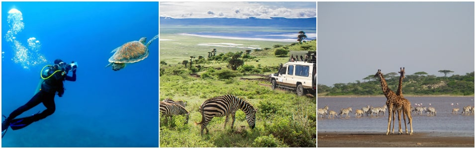 Wildlife Safaris in Tanzania